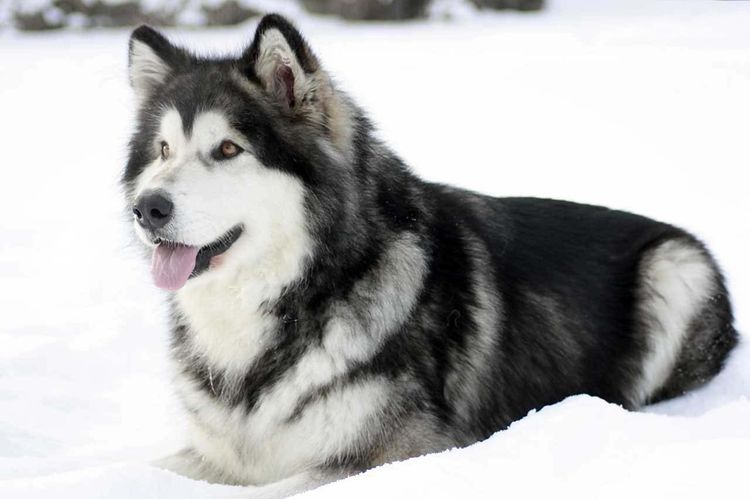 Malamute d'Alaska