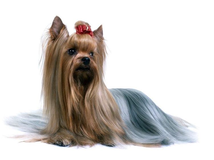 Yorkshire Terrier