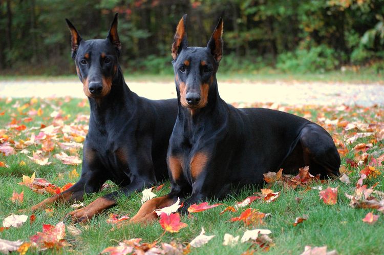 Doberman