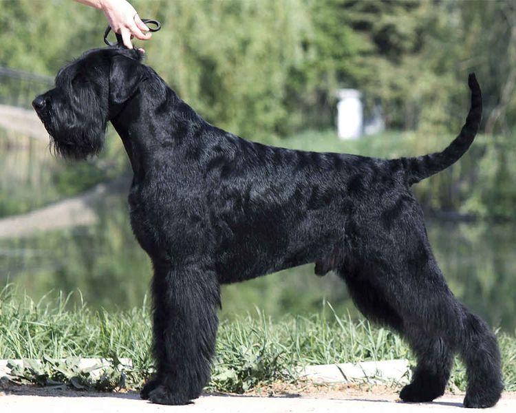Schnauzer géant
