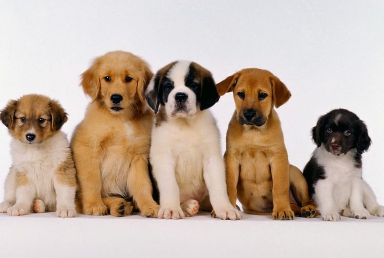 Les plus beaux chiens