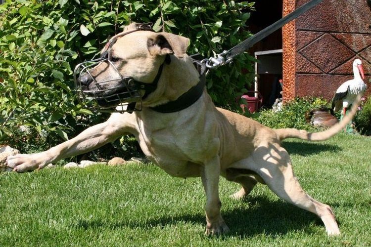 Un pitbull tire sur sa laisse.