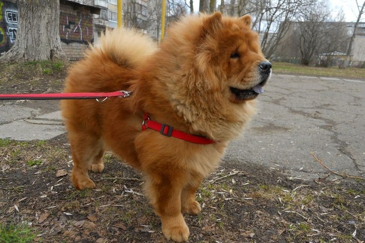 Chow-chow en laisse