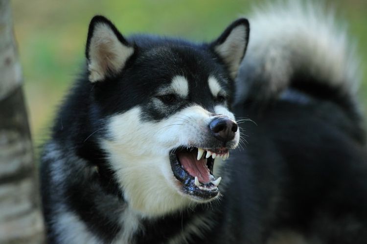 Le malamute grogne