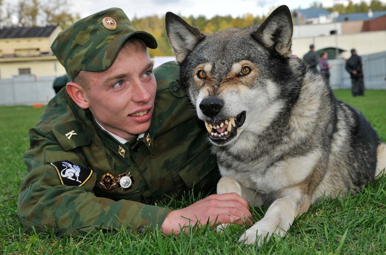 Un chien-loup de service montre les dents