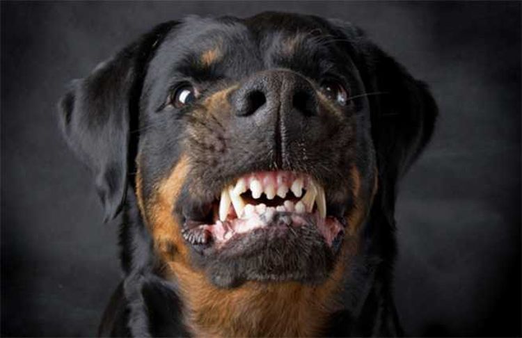 Un rottweiler montre les dents