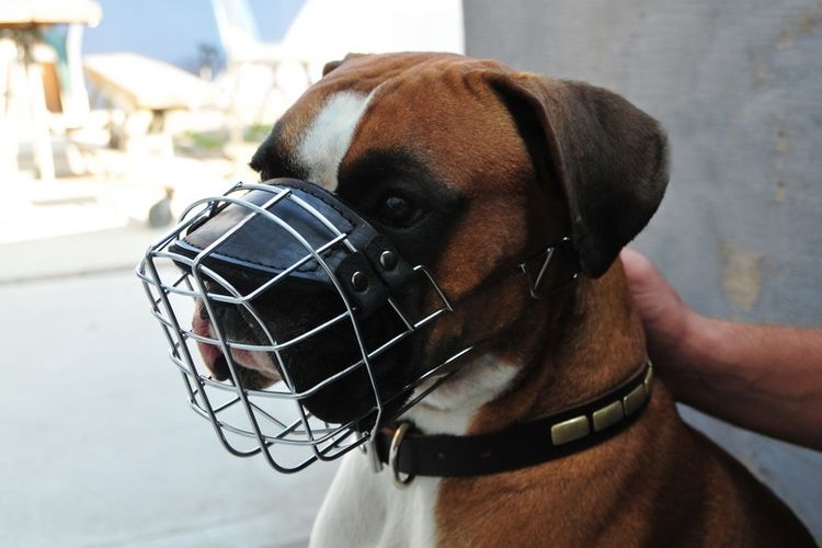 Boxer avec une muselière
