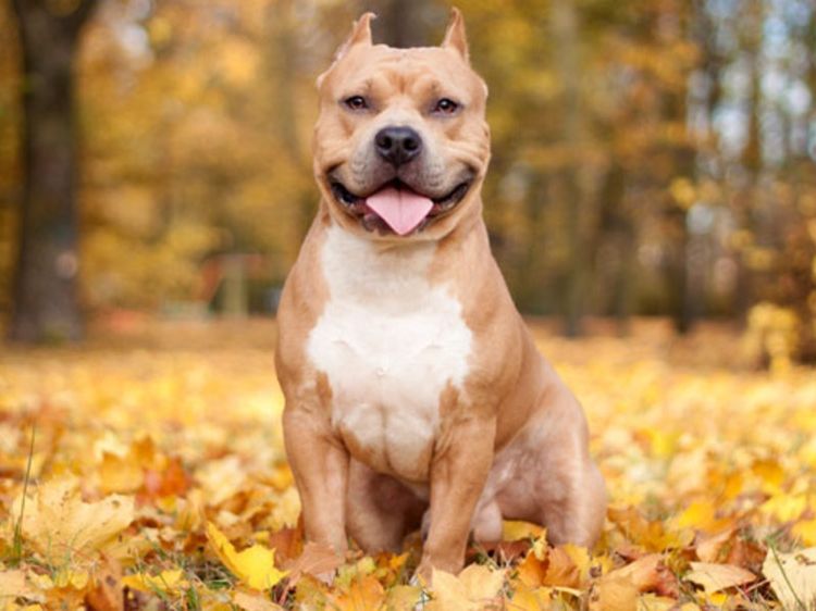 Staffordshire Terrier