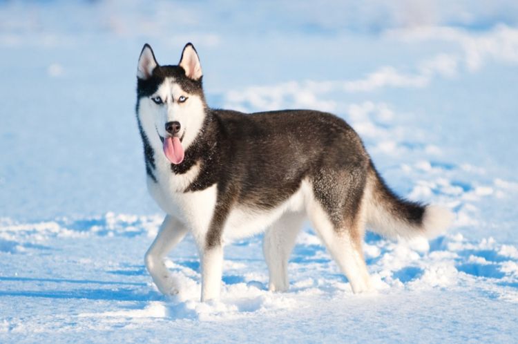 Husky de Sibérie