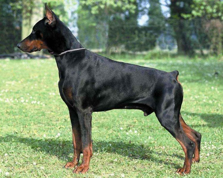 Doberman