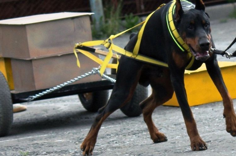 Les chiens les plus forts du monde