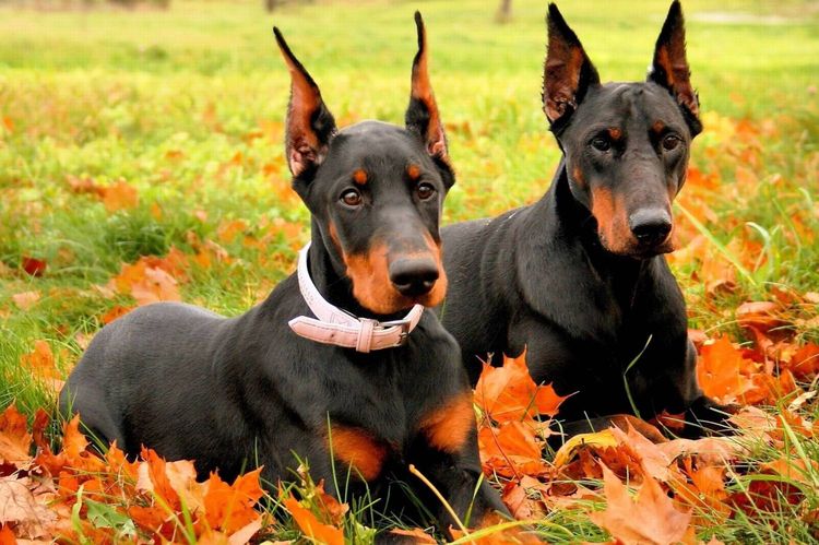 Deux dobermans sont couchés dans les feuilles