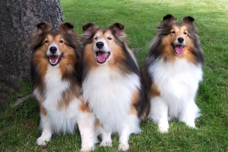 Sheltie