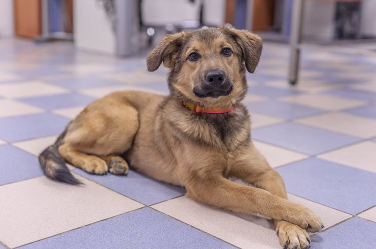 Le chien est couché sur le sol