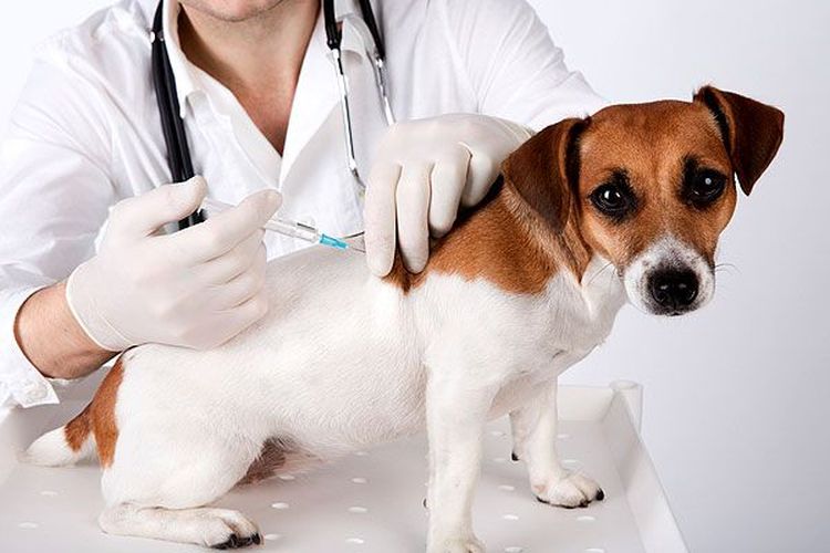On administre une injection au chien.