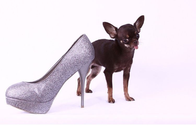 Chihuahua près d'une chaussure