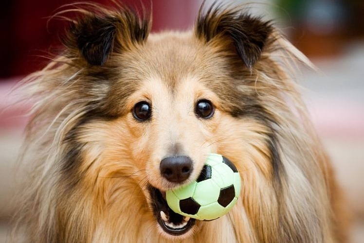 Sheltie tenant une balle dans la gueule