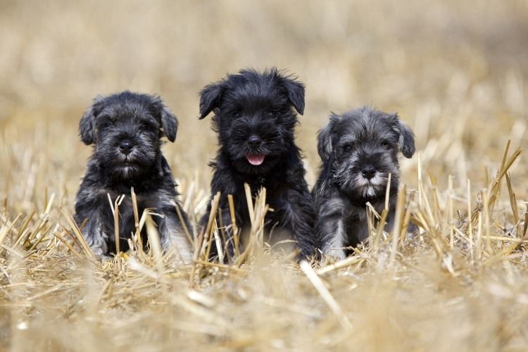 chiots Schnauzer miniatures
