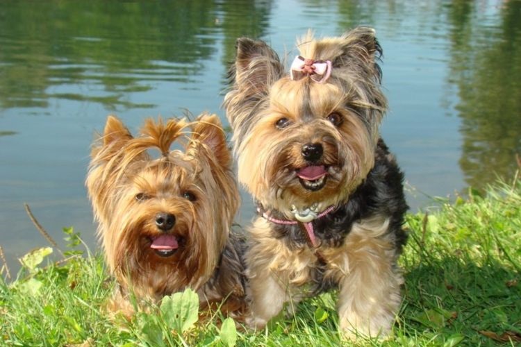 Des Yorkshire Terriers en promenade