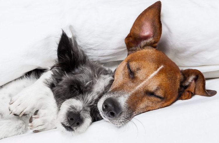 Les chiens dorment sous la couverture