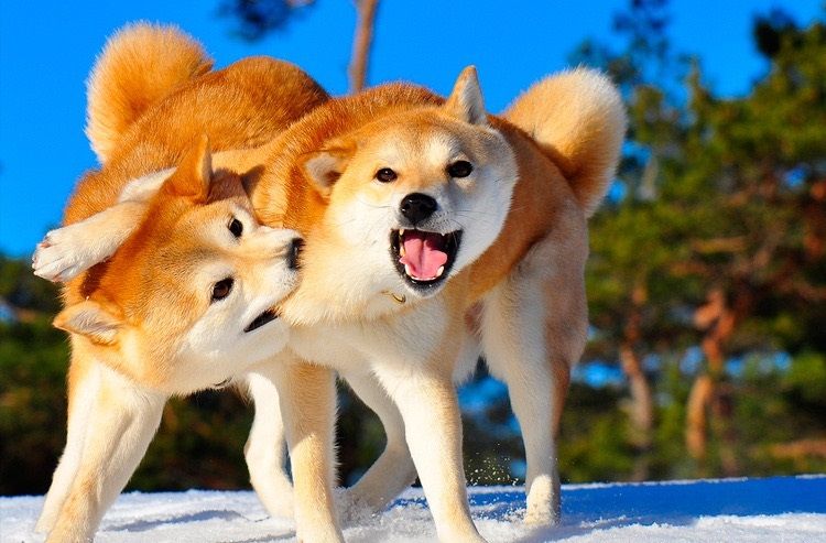Shiba Inu jouant