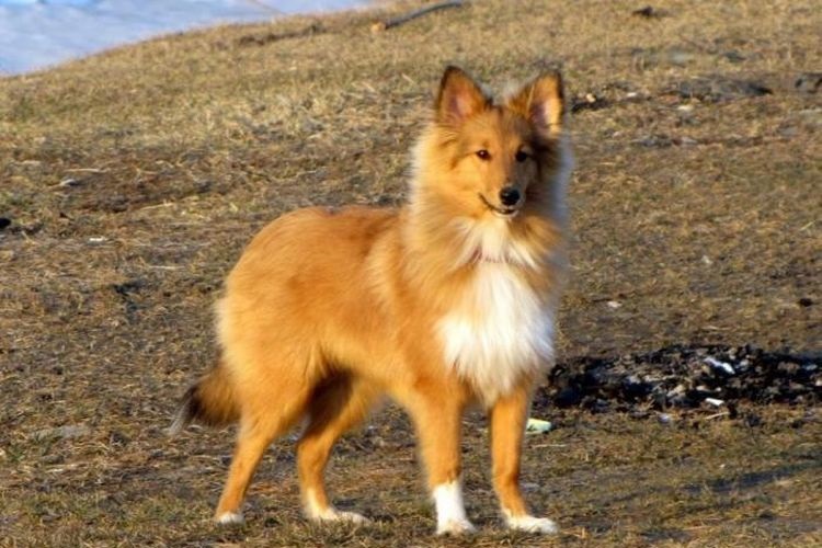 Sheltie