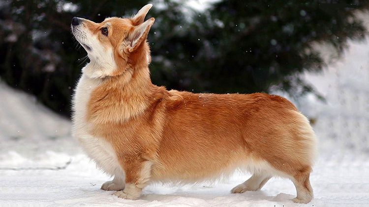Welsh Corgi