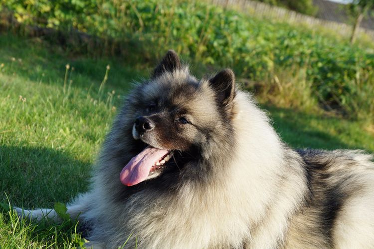 Keeshond couché sur l'herbe