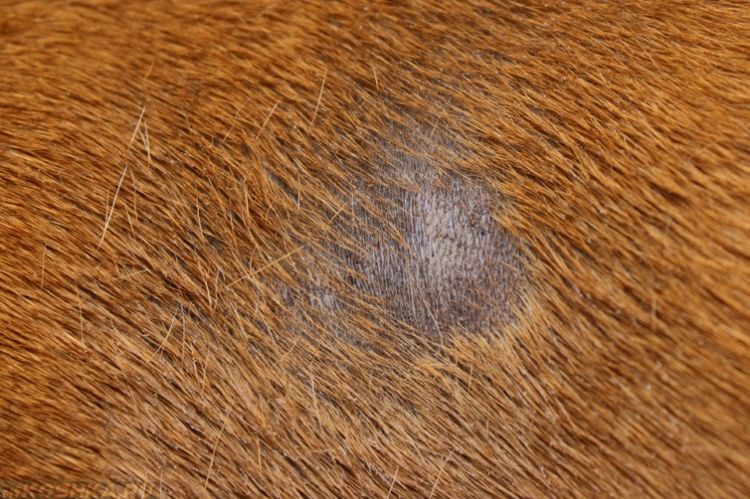 Teigne sur le corps d'un chien