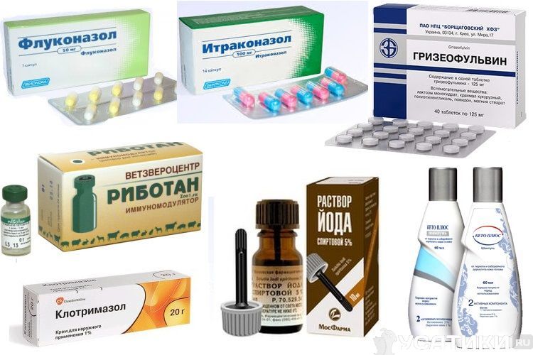 Médicaments contre la teigne