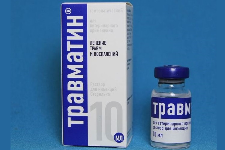 Traumatisme chez les chiens