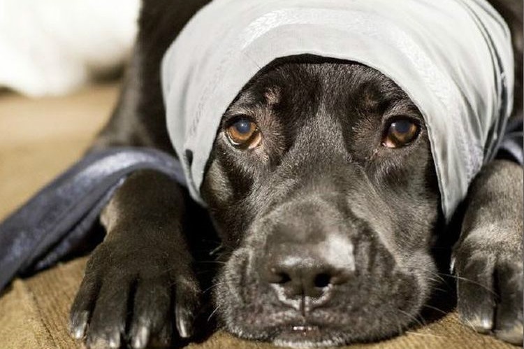 Un chien avec la tête bandée