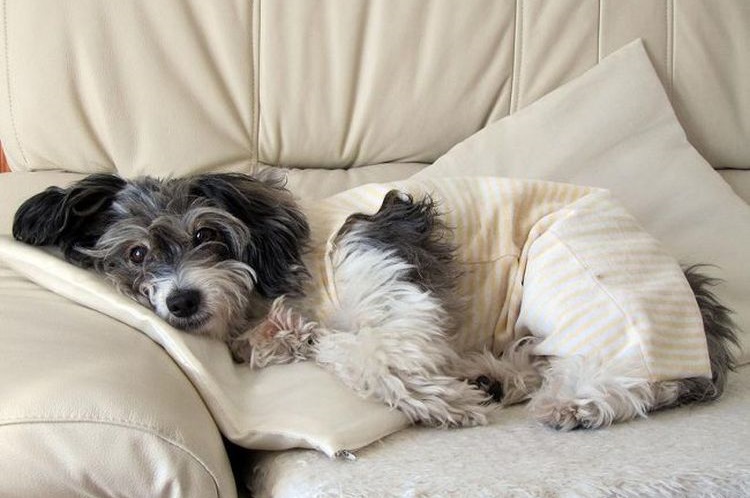 Le chien est allongé sur le canapé