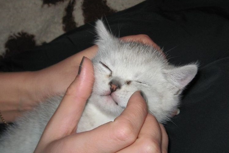 Le chaton a mal aux yeux.