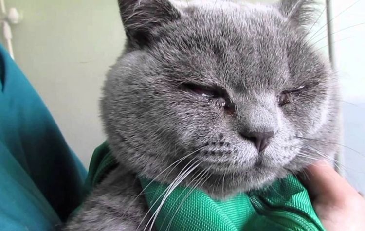 Le chaton britannique a mal aux yeux.