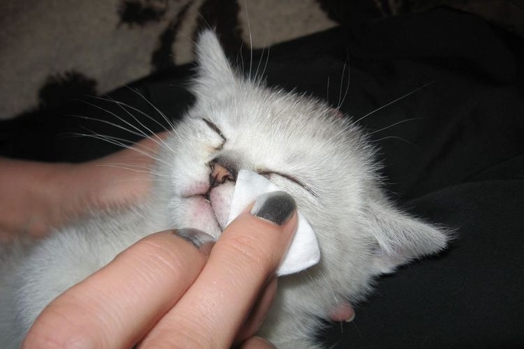 On essuie les yeux du chaton.