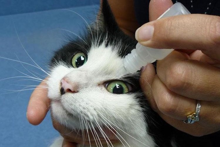 On met des gouttes dans les yeux du chaton