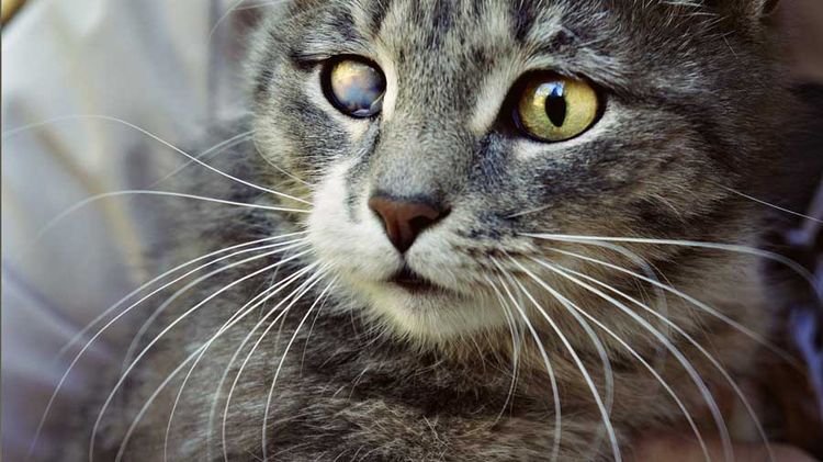 Un chaton avec un œil douloureux