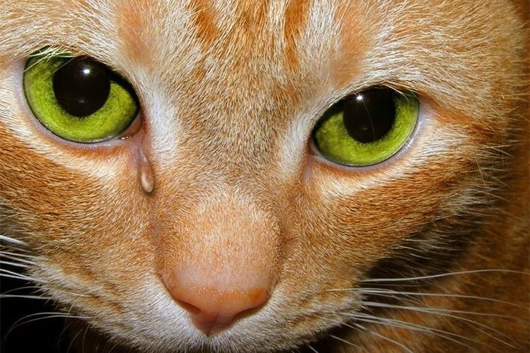 Chaton roux aux yeux verts