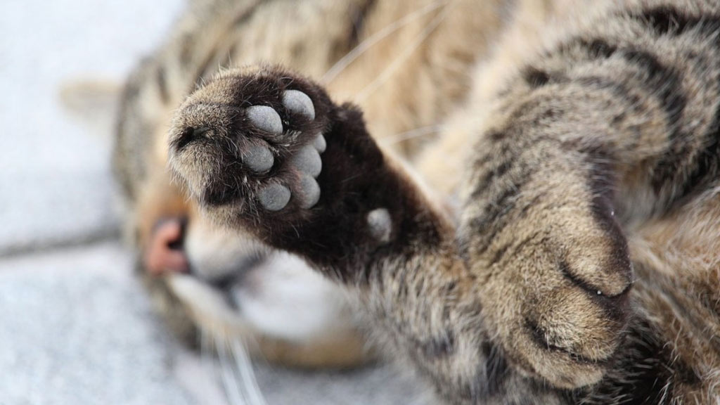 Dégriffage d'un chat : comment se déroule l'intervention et à quel âge peut-elle être pratiquée ?