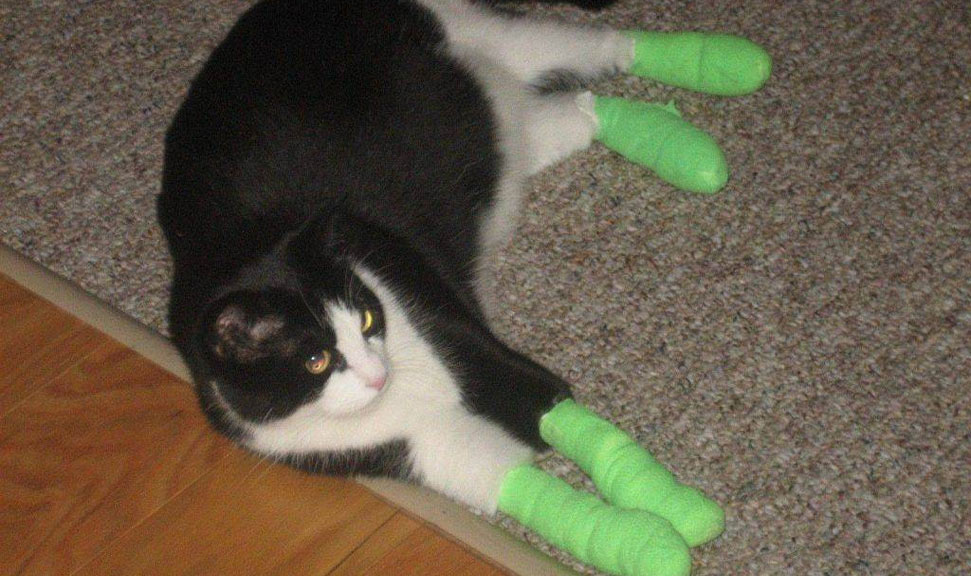 Réhabilitation d'un chat après une opération de dégriffage