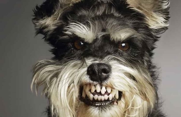 Le chien montre les dents