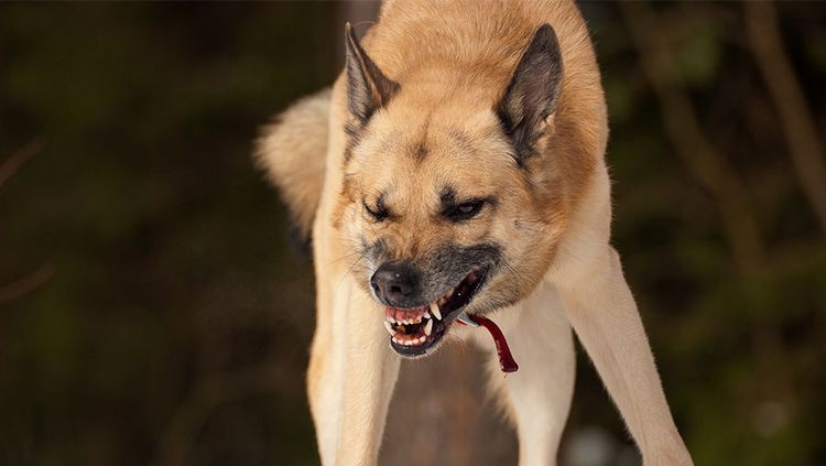 Un chien agressif grogne