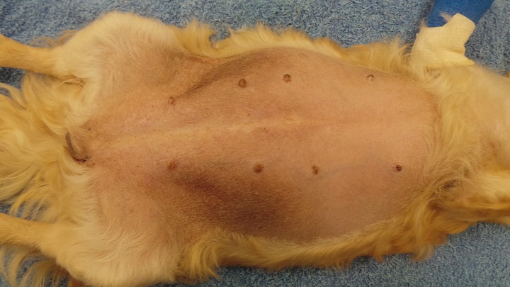 Abdomen distendu avec pyomètre chez une chienne