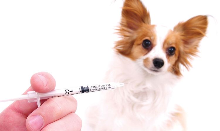 Vaccination d'un chien