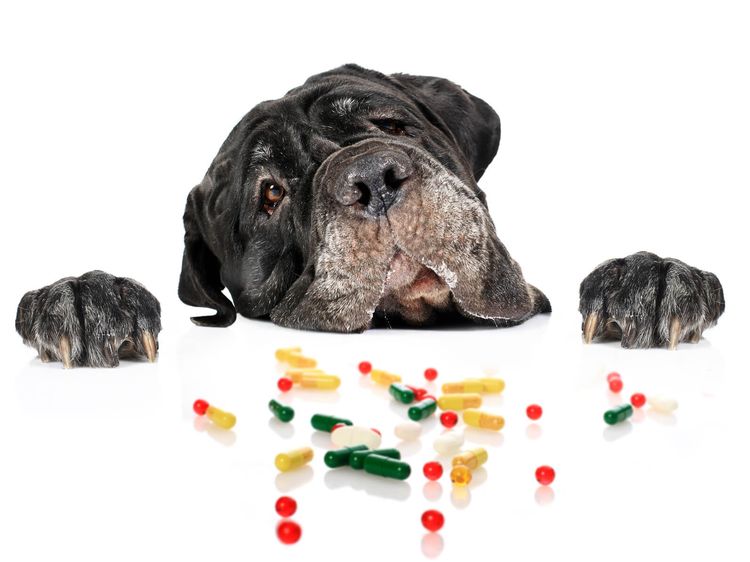 Chien et vitamines