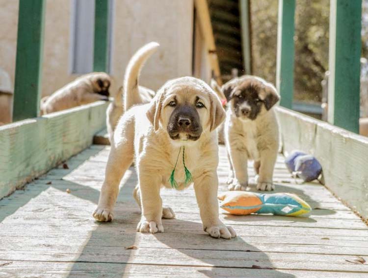 chiot Berger d'Anatolie