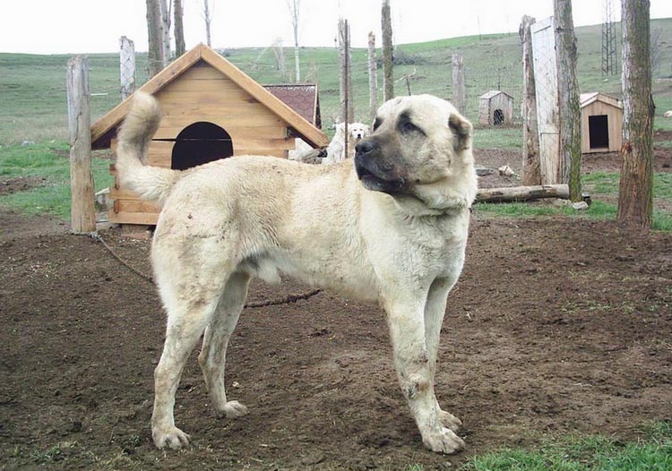 Race Kangal de Soak