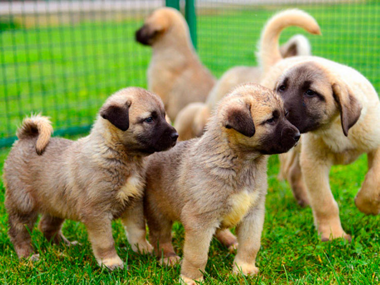 chiots Kangal
