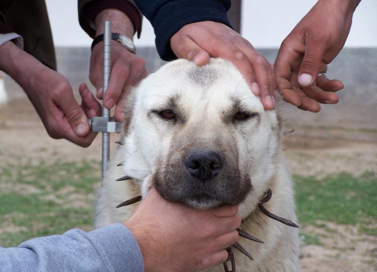 Norme Kangal